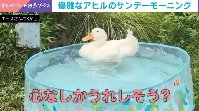 アヒルのヨバンちゃん（6歳）