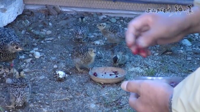 人を恐れない“神の鳥”をどう守り抜く？ ニホンライチョウ「復活作戦」が始動！ 3枚目