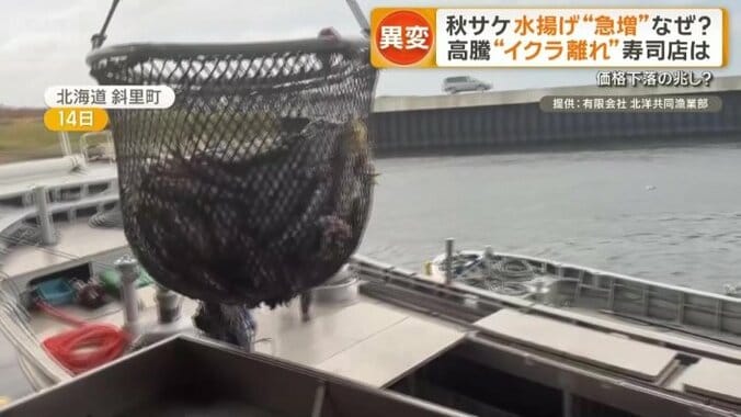 魚は網の半分ほど