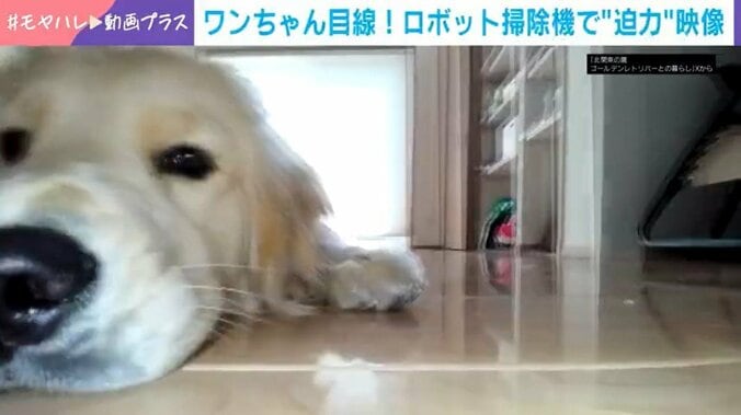ゴールデンレトリバー
