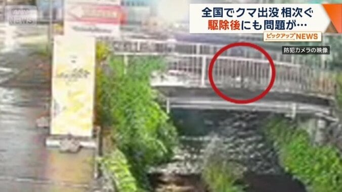 宇都宮市中央卸売市場付近の駐車場をうろつくクマ