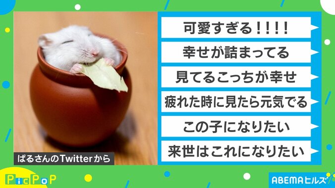 いいね20万超え！幸せそうに餌を食べるハムスターの表情が話題に「来世はこれになりたい」 2枚目