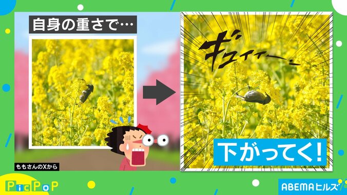 徐々に下がるメジロ