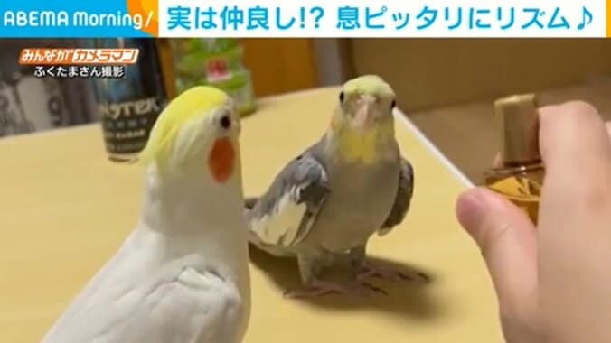 音に合わせてリズムを取るインコ 息ピッタリな2羽のユニークな“手拍子”に飼い主「ケンカするほど仲が良い」 1枚目