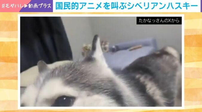 シベリアンハスキーのせつなちゃん