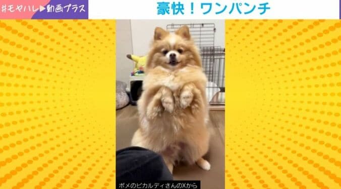 ピカルディくん