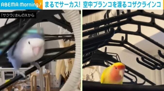 モモくんとサクラくん