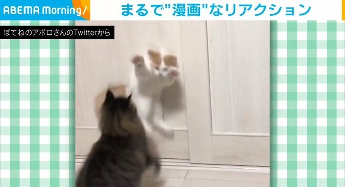 兄猫の“不意打ち”に跳び上がって驚く猫 飼い主も「漫画みたいｗ」と笑顔の完璧なリアクションが話題 1枚目