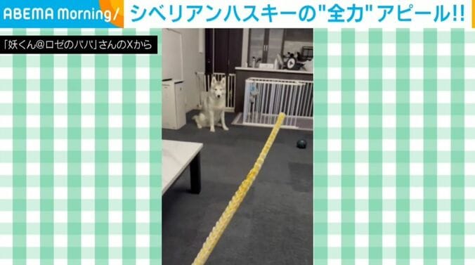 シベリアンハスキーのロゼくん
