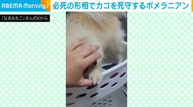 もこちゃん