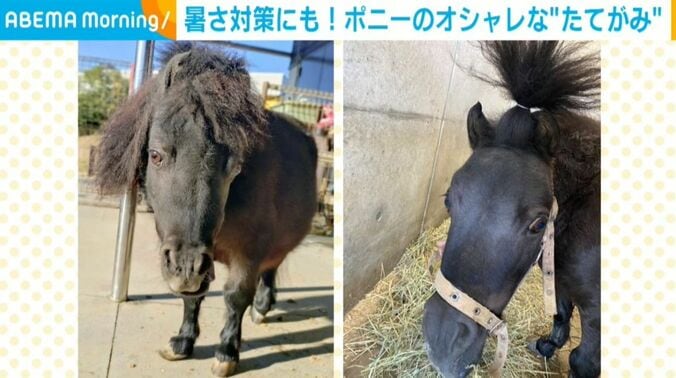 クロゴマくん