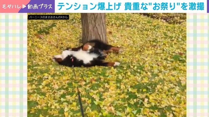 バーニーズマウンテンドッグのまさおくん（5歳）