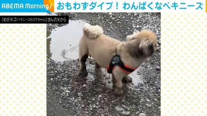 ペキニーズのコウちゃん