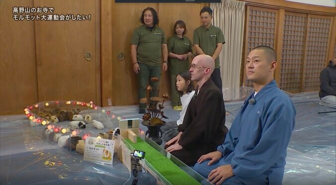 高野山のお寺で“46匹のモルモット”が大運動会！？ 前代未聞の光景に住職「全然雑念とれてない」 2枚目