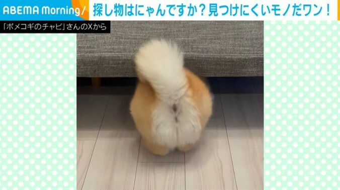 チャビちゃん