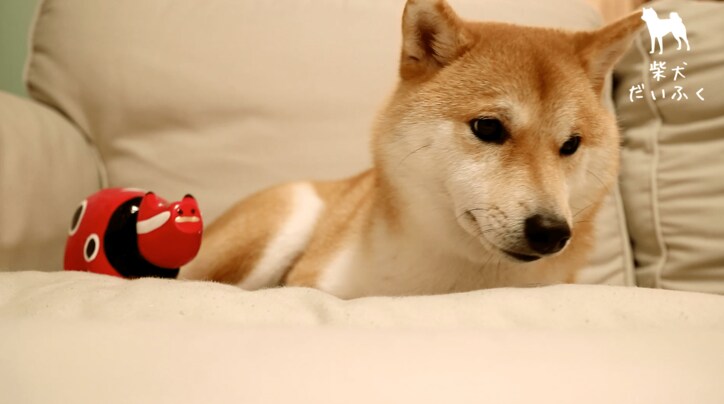 柴犬だいふく VS 赤べこさん 上下に動く首に「友達になれるかな…?」