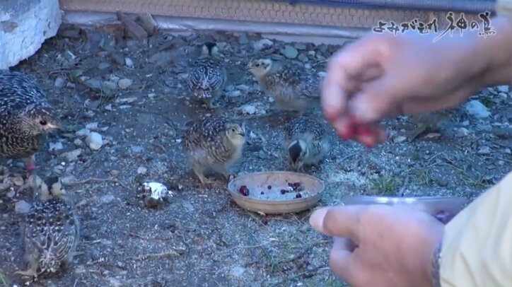 人を恐れない 神の鳥 をどう守り抜く ニホンライチョウ 復活作戦 が始動 国内 Abema Times 人を恐れない 神の鳥 をどう守り抜く ニホンライチョウ 復活作戦 が始動 国内 Abema Times