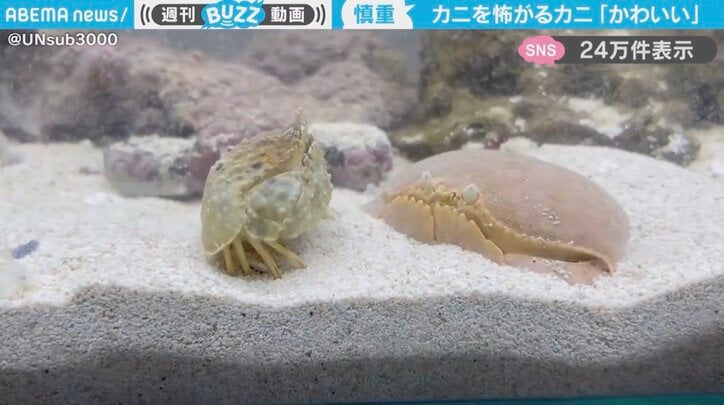 ソデカラッパとマルソデカラッパ