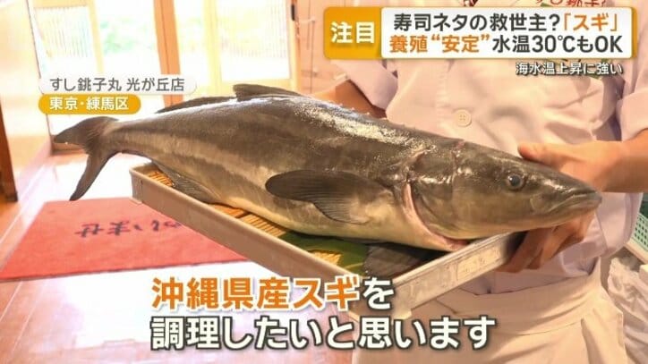 スギ