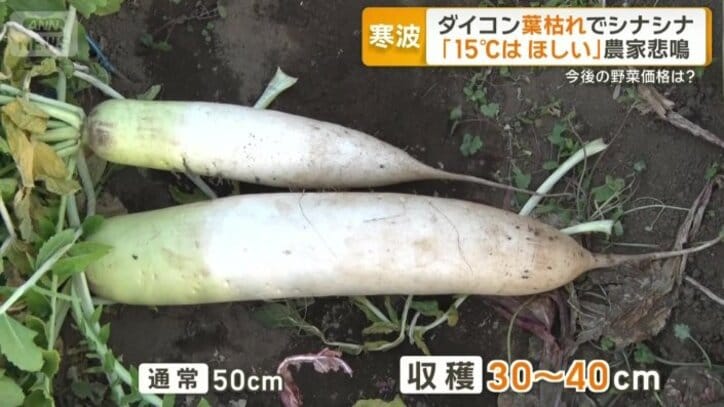 葉枯れでシナシナになったダイコン