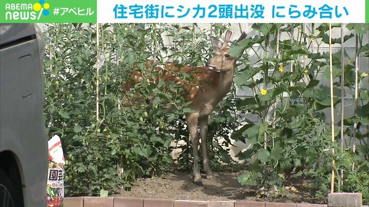 住宅街にシカ2頭 警察とにらみ合いに 札幌市 国内 Abema Times
