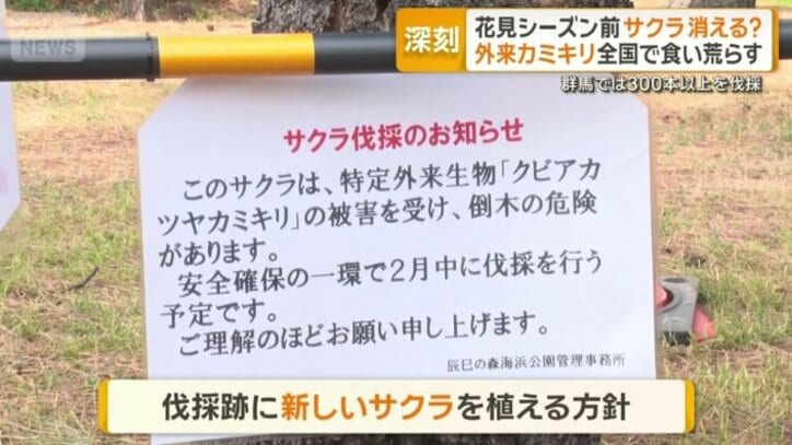 サクラ伐採のお知らせ