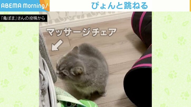 マッサージチェアからプシュー！ 思わず両手揃えて“ぴょん”する猫のリアクションが可愛い