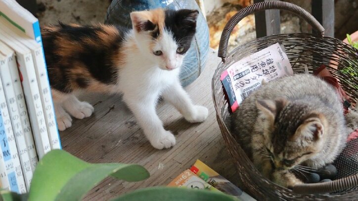 猫と旅、してみるニャ? 癒し系番組「旅猫ロマン」3作品が初放送