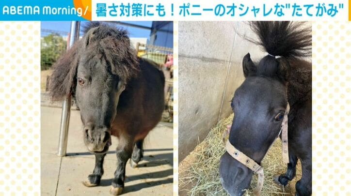 クロゴマくん