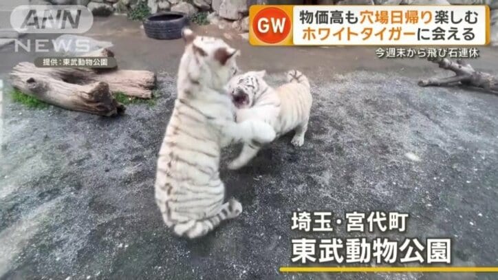 東武動物公園のホワイトタイガー