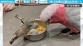 「それ僕のご飯なんだけど…」大きなモモイロインコが、小さなキンカチョウたちに餌を食べられてしまう様子に「心と体のサイズは比例しない」「登場人物全員可愛すぎる」と反響