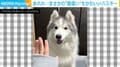 飼い主とハイタッチ…ではなく、“想定外の動き”をするハスキーに「かわいいからヨシ!」と反響