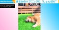 テンションMAX → しょんぼり… ボール遊びをする犬に起きた“悲劇” 急降下していく感情の変化が話題