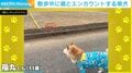 散歩中の柴犬、猫と遭遇し…慌てて“戦闘態勢”になってしまう様子に「時が止まったw」「これはびっくり！」など反響