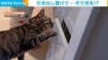 「目が点になった」 怖がり猫の“不思議”な行動に飼い主びっくり