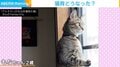 猫背どこいった?“背筋ピーン”直立する猫 美しい姿勢に「人に進化したの?!」「猫背どころかS字ライン」反響
