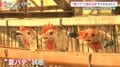 食卓にも深刻な影響 　40℃に迫る危険な暑さ 相次ぐ熱中症