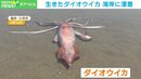 福井県の海岸に生きたダイオウイカが漂着 地元漁師「興奮しました」
