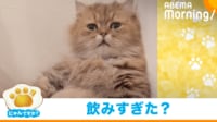 【映像】おじさんのようにくつろぐ猫 うつらうつら→我に返る瞬間
