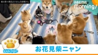 【映像】圧巻!11匹の柴犬と1匹の猫が円になってお座りする姿