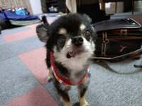 山田花子『買ったよ！』