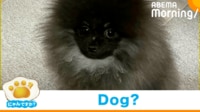 【映像】「Dog??」と確認された真っ黒なポメラニアン