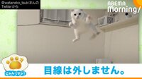 【映像】無重力状態でも“カメラ目線”なネコ