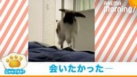 【映像】大ジャンプで飼い主に駆け寄るうさぎ
