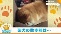 「散歩行くで！」→顔をスポッ 柴犬の“ルーティン”が話題