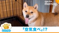 【映像】何もないないのにペロペロ始めた豆柴の理由