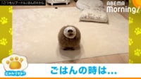 【映像】食事時は“小顔”になるトイプードルの姿