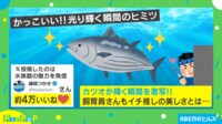 【映像】サイバー感がカッコいい!! 鮮やかに“光り輝く”カツオ