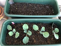 たんぽぽ白鳥久美子『家庭菜園の風に吹かれて　』