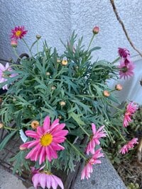 原田龍二の嫁『受験生』